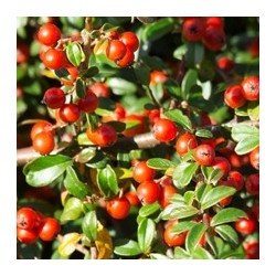 Huile essentielle de Gaulthérie bio 10 ml | Alchimy