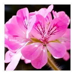 Huile essentielle de Géranium rosat bio 10 ml | Alchimy