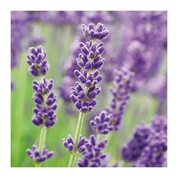 Huile essentielle de Lavande officinale bio 10 ml | Alchimy
