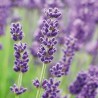Huile essentielle de Lavande officinale bio 10 ml | Alchimy
