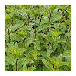 Huile essentielle de Menthe poivrée bio 10 ml | Alchimy