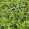 Huile essentielle de Menthe poivrée bio 10 ml | Alchimy