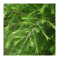 Huile essentielle de Tea tree bio 10 ml | Alchimy
