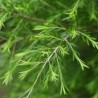 Huile essentielle de Tea tree bio 10 ml | Alchimy