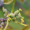 Élixir floral Walnut bio Déva 15 ml (Noyer) | Alchimy