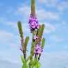 Élixir floral Vervain bio Déva 15 ml (Verveine) | Alchimy