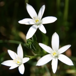 Élixir floral Star of Bethlehem bio Déva 15 ml (Étoile de Bethléem) | Alchimy