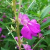 Élixir floral Impatiens bio Déva 15 ml (Impatiente) | Alchimy