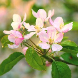 Élixir floral Crab Apple bio Déva 15 ml (Pommier sauvage) | Alchimy