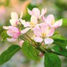 Élixir floral Crab Apple bio Déva 15 ml (Pommier sauvage) | Alchimy