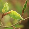 Élixir floral Beech bio Déva 15 ml (Hêtre) | Alchimy